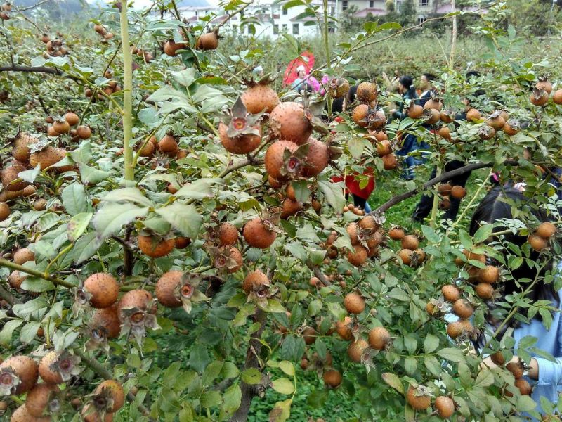 无籽金刺梨，安顺基地水果刺梨
