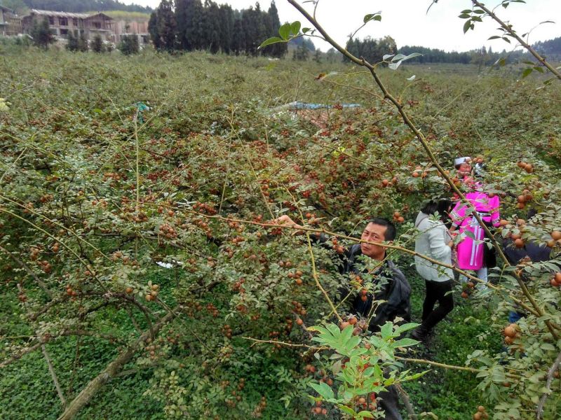 无籽金刺梨，安顺基地水果刺梨