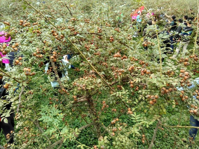 无籽金刺梨，安顺基地水果刺梨