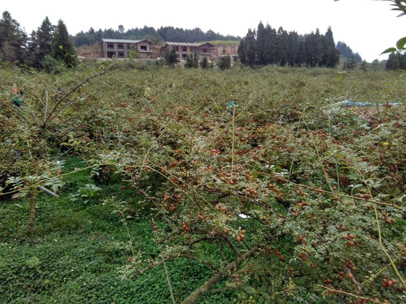 无籽金刺梨，安顺基地水果刺梨