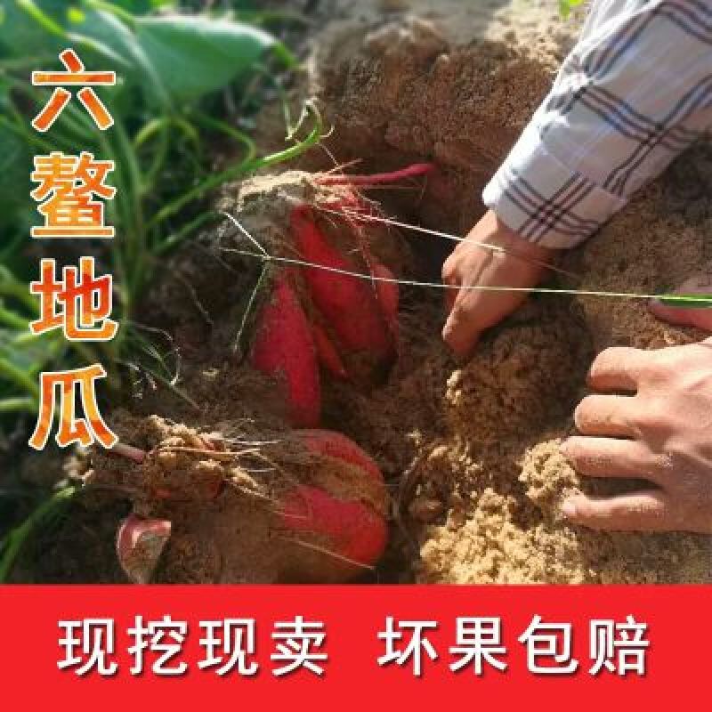 福建六鳌沙地红薯大红叶地瓜五斤装大果包邮批发一件代发