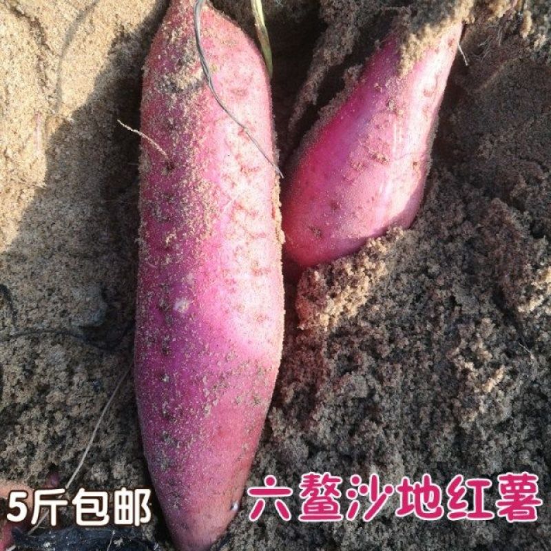 福建六鳌沙地红薯大红叶地瓜五斤装大果包邮批发一件代发