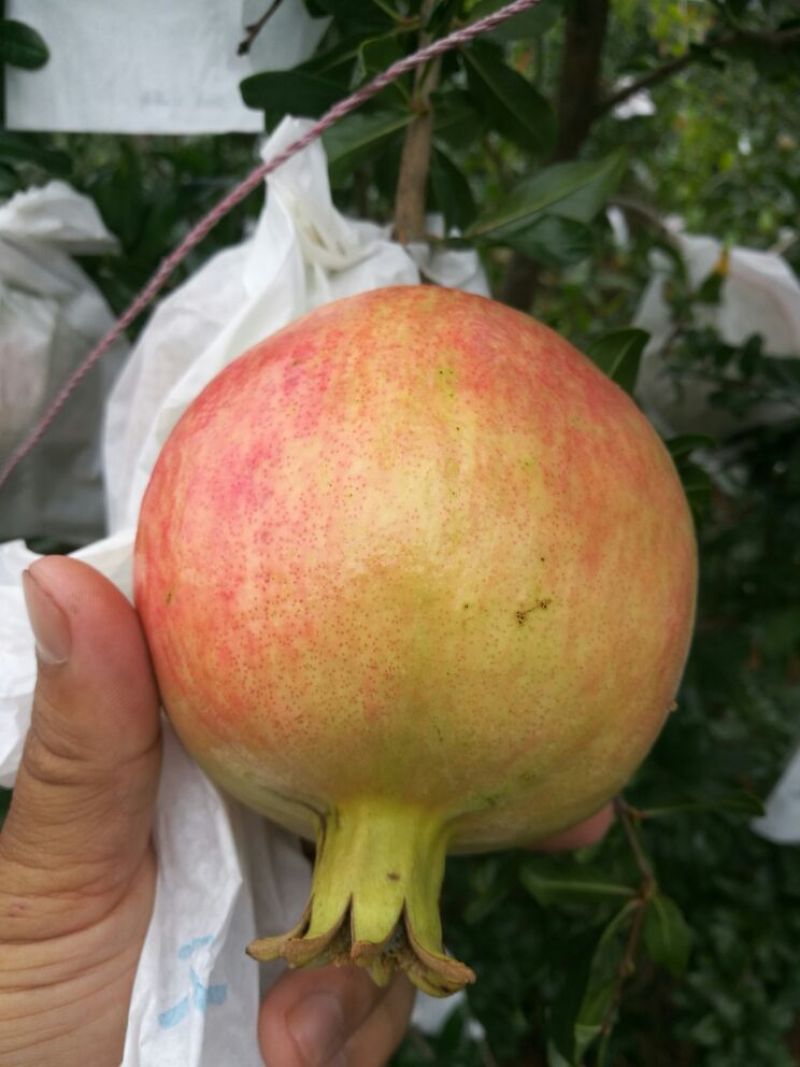 软籽石榴