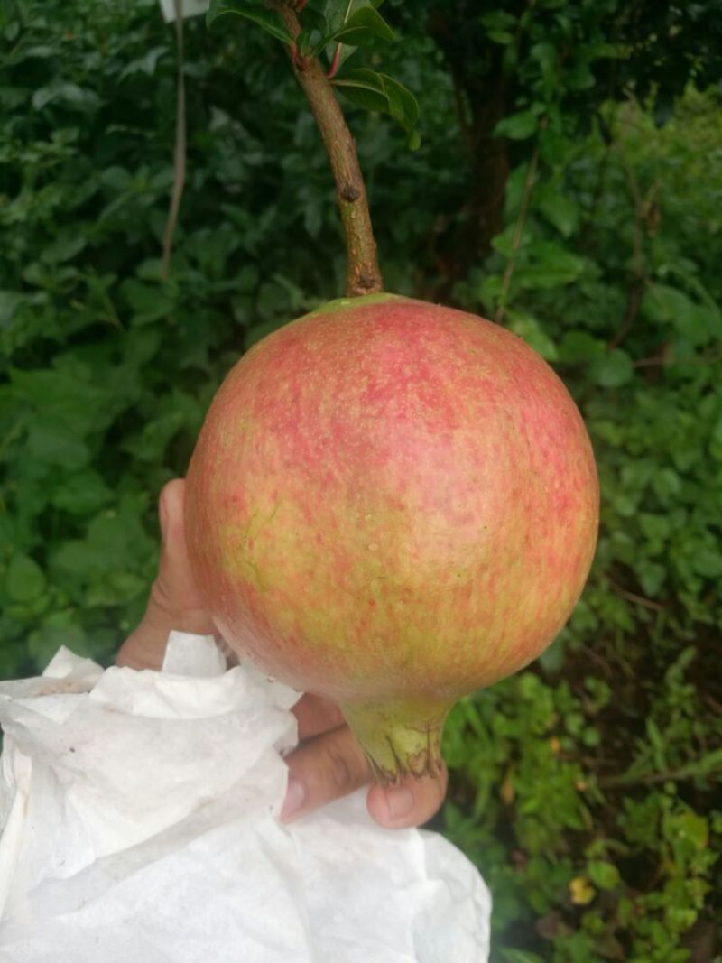 软籽石榴