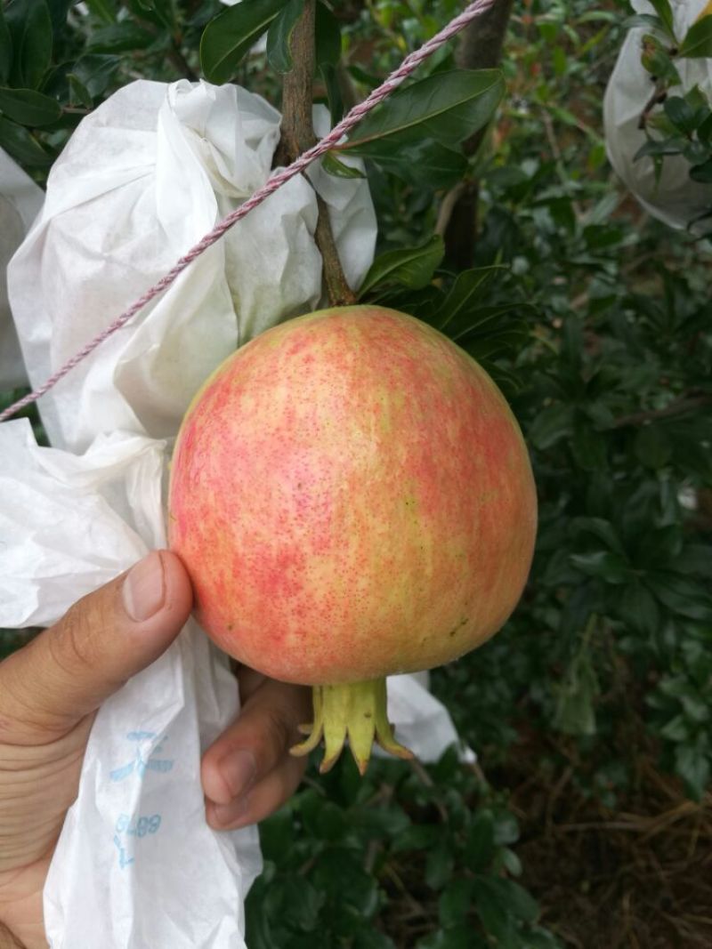 软籽石榴