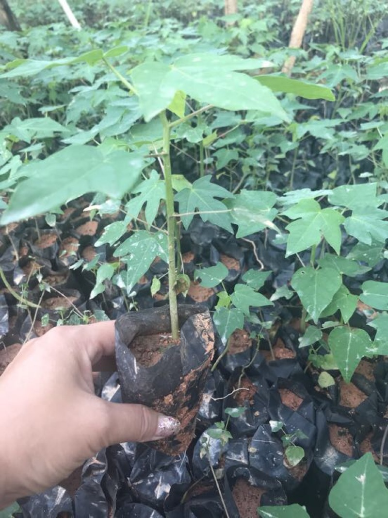 木瓜树苗10~20cm