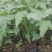 木瓜树苗10~20cm