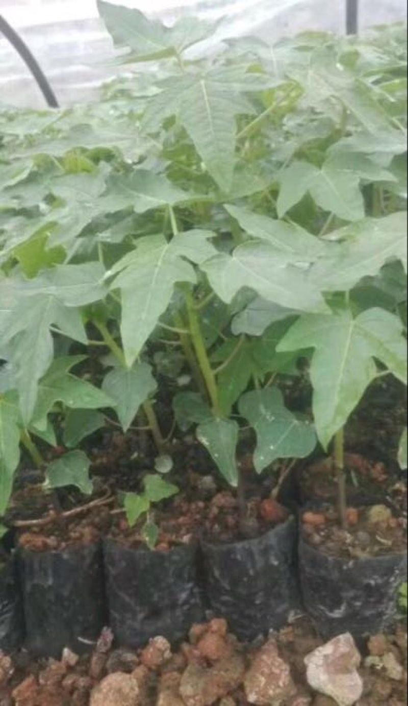 木瓜树苗10~20cm