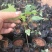 木瓜树苗10~20cm