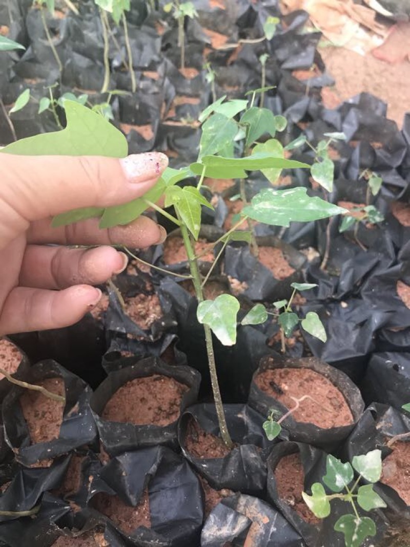 木瓜树苗10~20cm