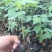 木瓜树苗10~20cm
