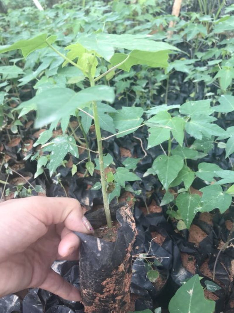 木瓜树苗10~20cm