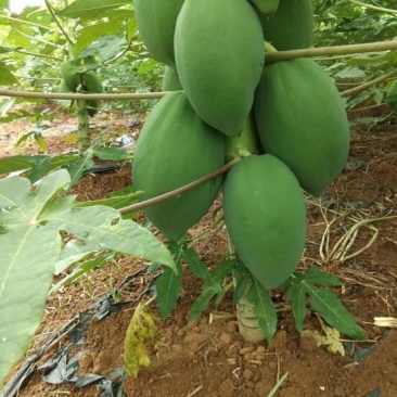 木瓜树苗10~20cm