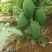 木瓜树苗10~20cm