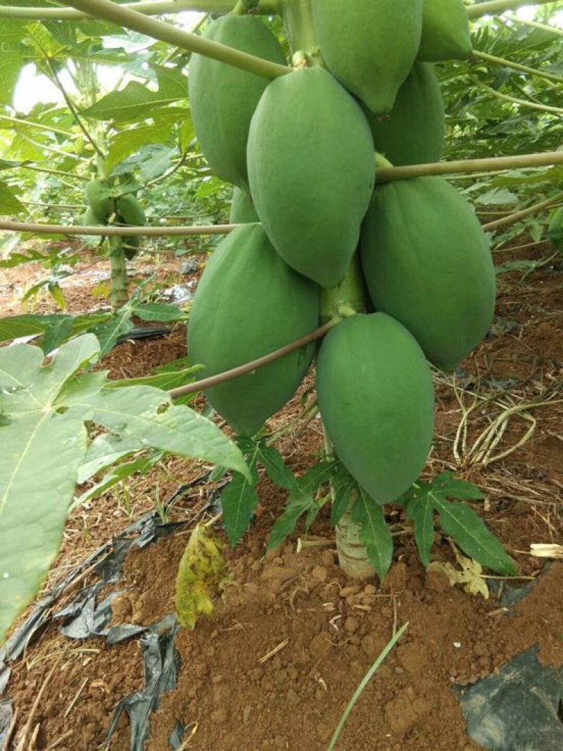 木瓜树苗10~20cm