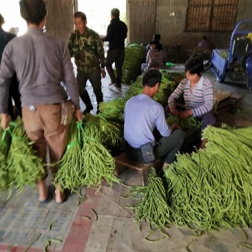 建瓯长豆角大量上市，基地直发，对接各大市场商超，欢迎采购