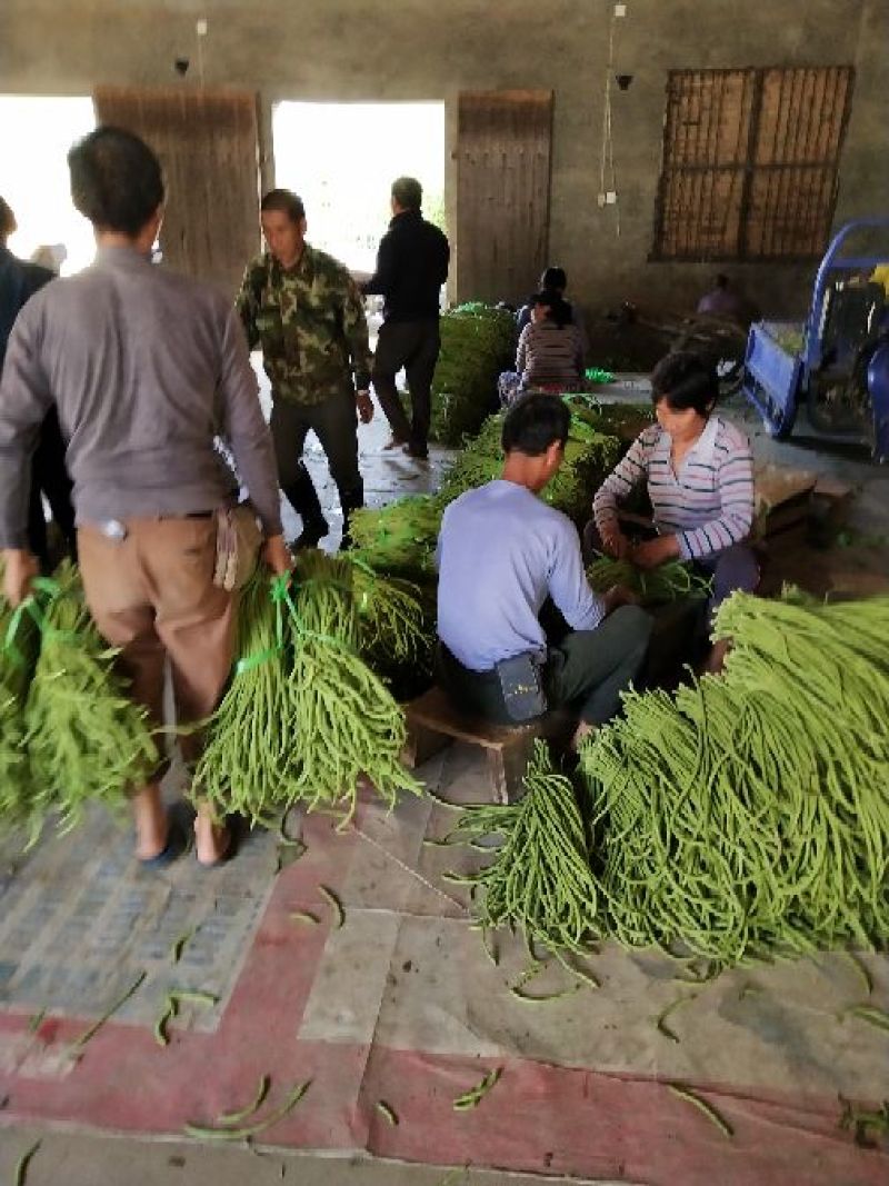 建瓯长豆角大量上市，基地直发，对接各大市场商超，欢迎采购