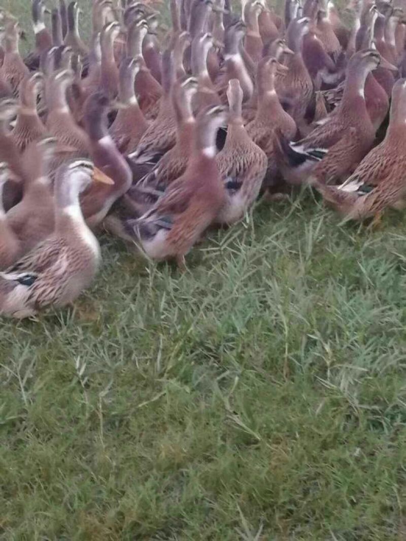 麻鸭