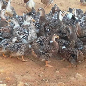 麻鸭