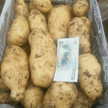 荷兰十五出货中