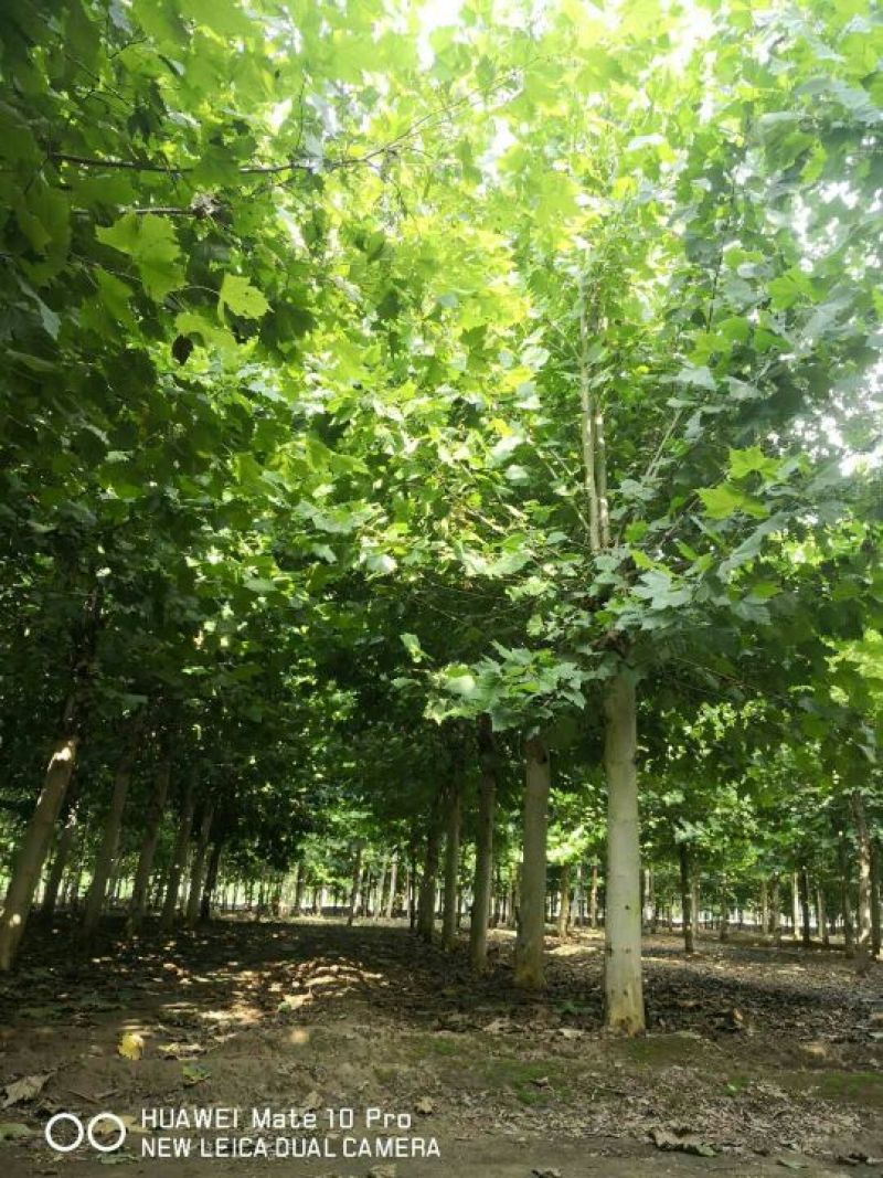 法桐12至25公分河北法桐树苗圃多种规格批发价