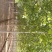 法桐12至25公分河北法桐树苗圃多种规格批发价