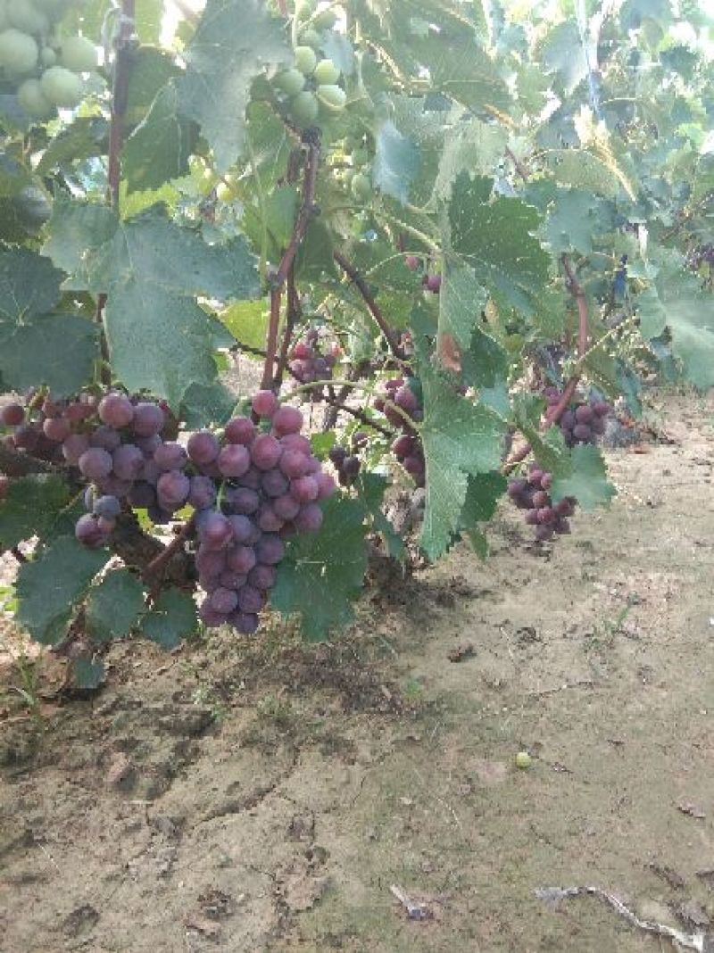 河北威县巨峰葡萄大量上市