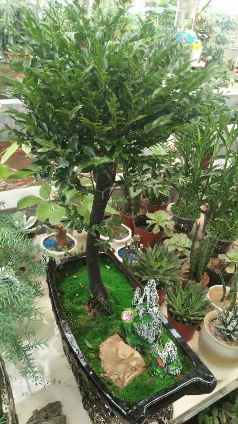 小叶紫檀精品，大中小规格。全国包邮。