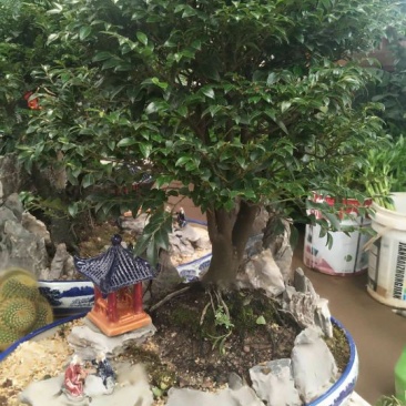 小叶紫檀精品，大中小规格。全国包邮。