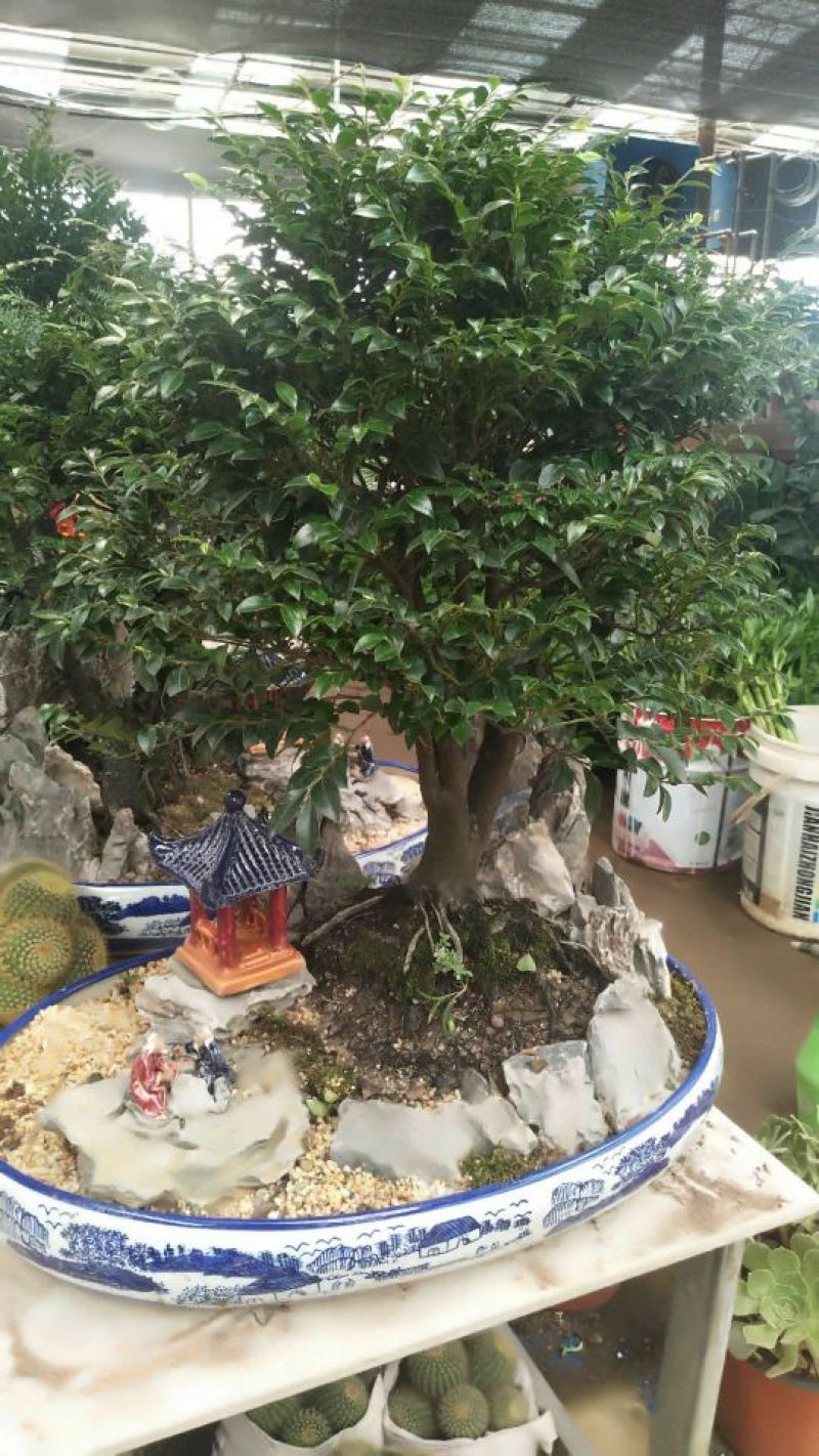 小叶紫檀精品，大中小规格。全国包邮。