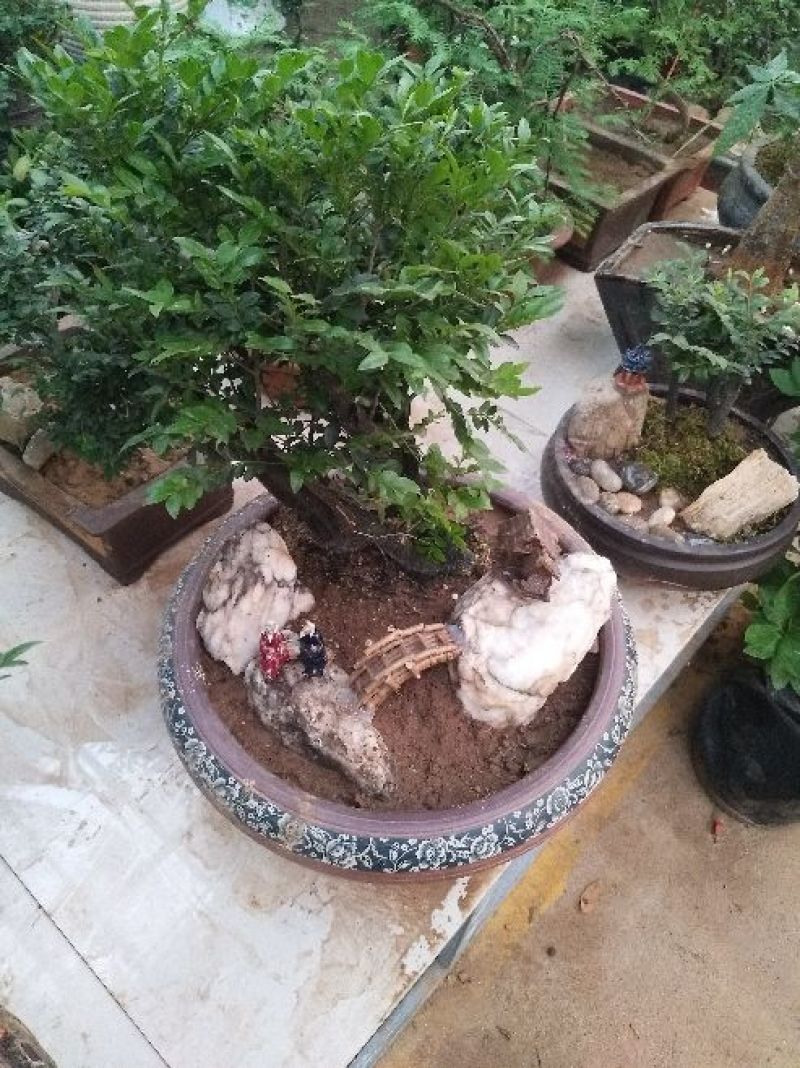小叶紫檀精品，大中小规格。全国包邮。