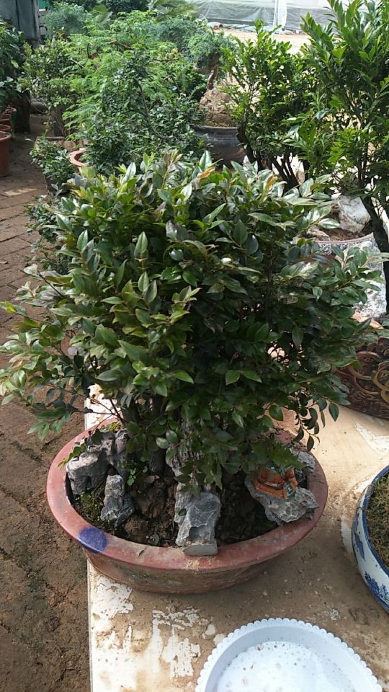 小叶紫檀精品，大中小规格。全国包邮。