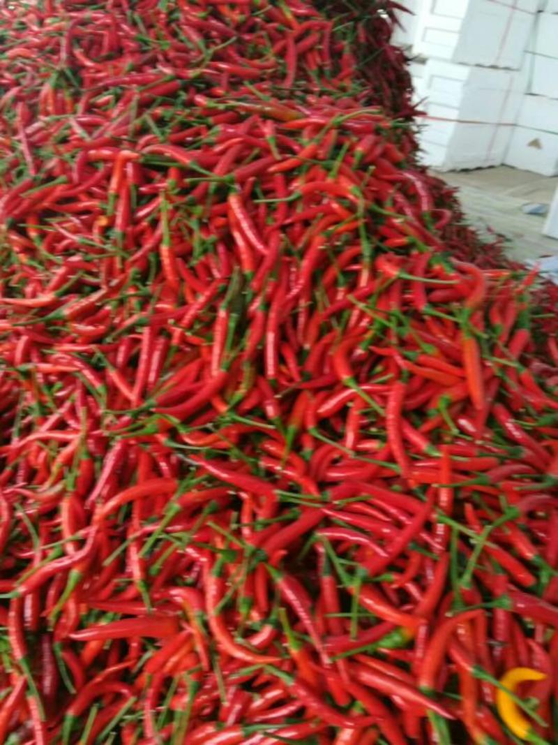 河南小米椒大量上市中，鲜辣椒，货源充足，专业代办，代发