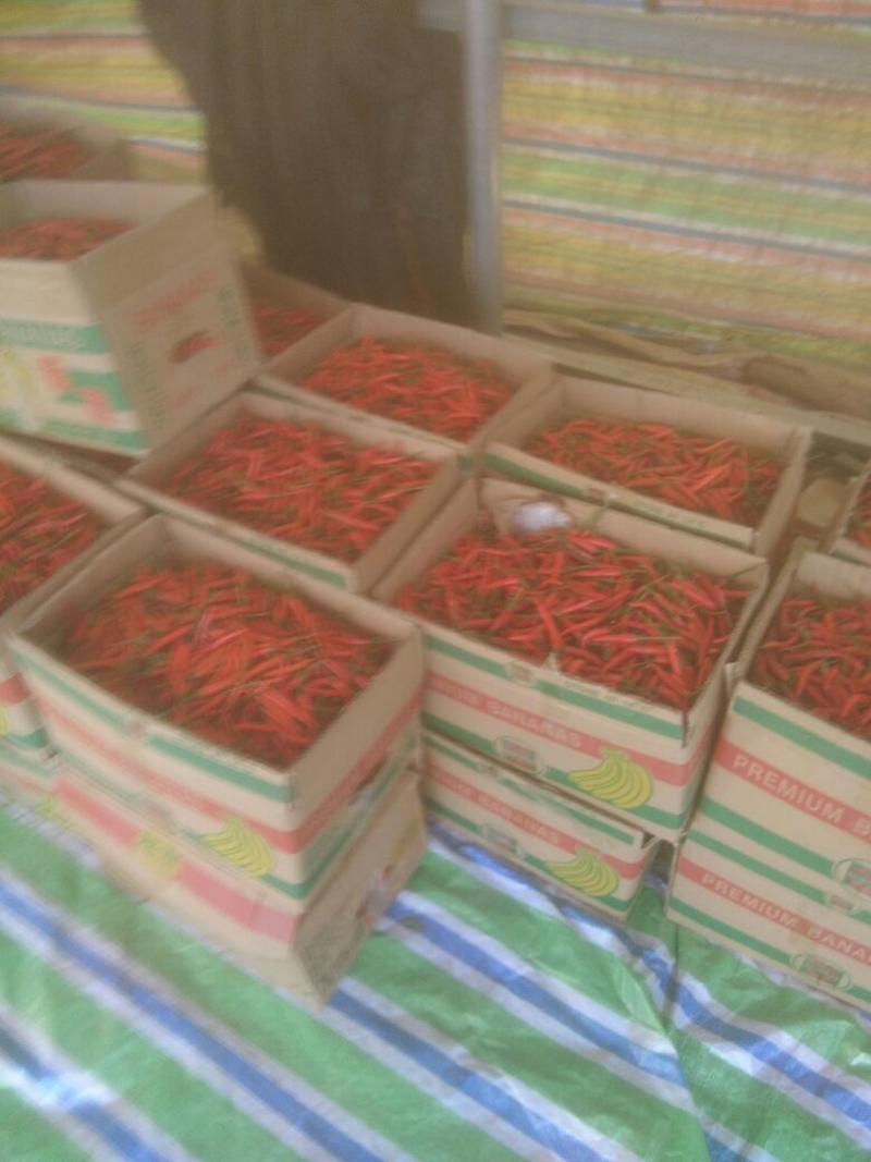 河南小米椒大量上市中，鲜辣椒，货源充足，专业代办，代发