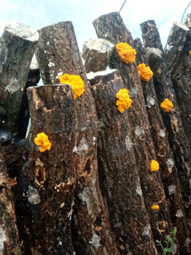 优质椴木金耳，无霉无虫，开辦适中，颜色靓丽，自产自销，一