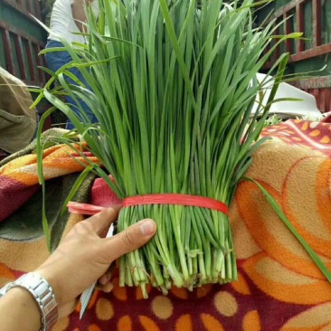 大叶韭菜，2茬平茬40公分，