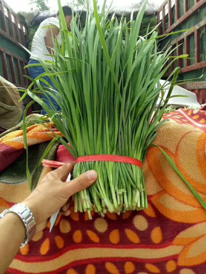 大叶韭菜，2茬平茬40公分，