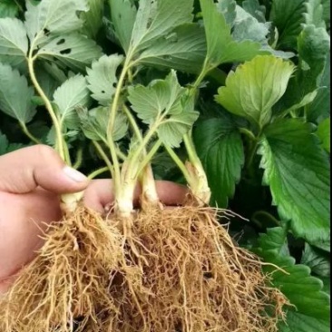 草莓苗妙香7号草莓苗多少钱一棵