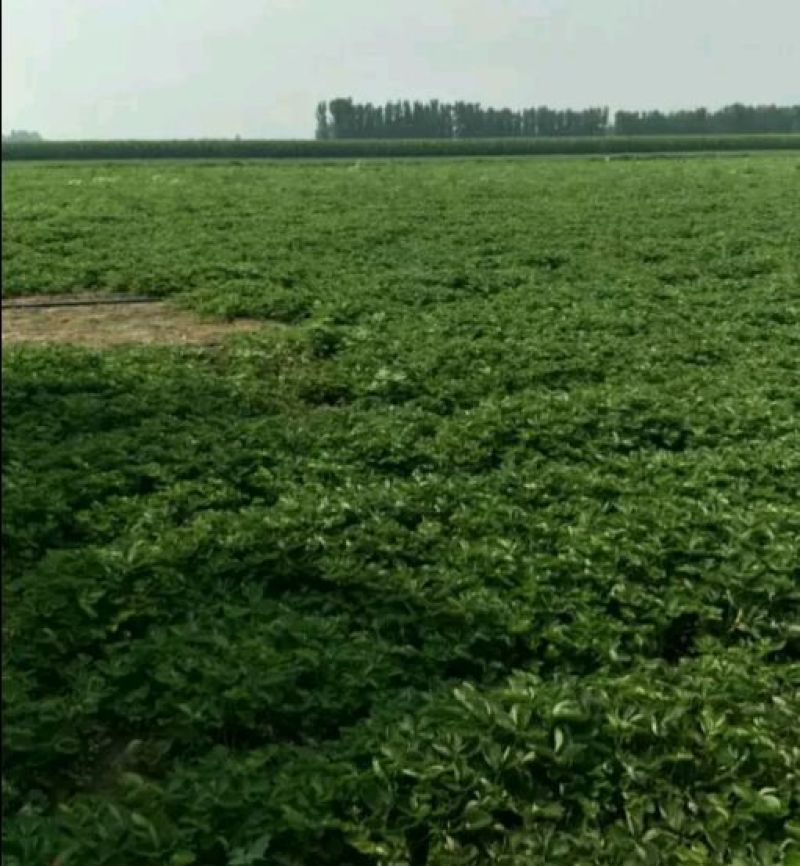 草莓苗妙香7号草莓苗多少钱一棵