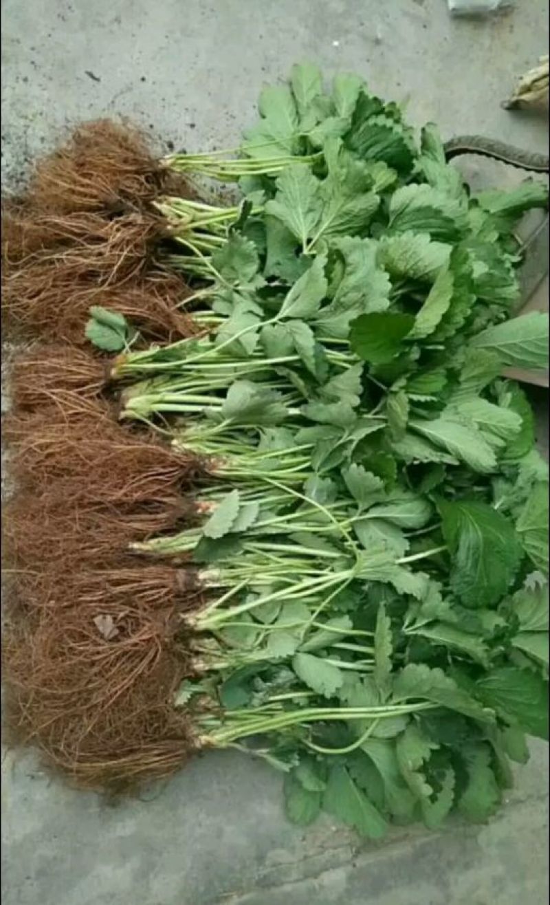 草莓苗妙香7号草莓苗多少钱一棵