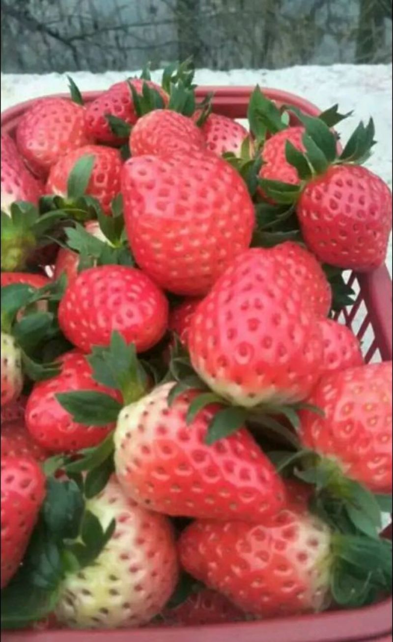草莓苗妙香7号草莓苗多少钱一棵
