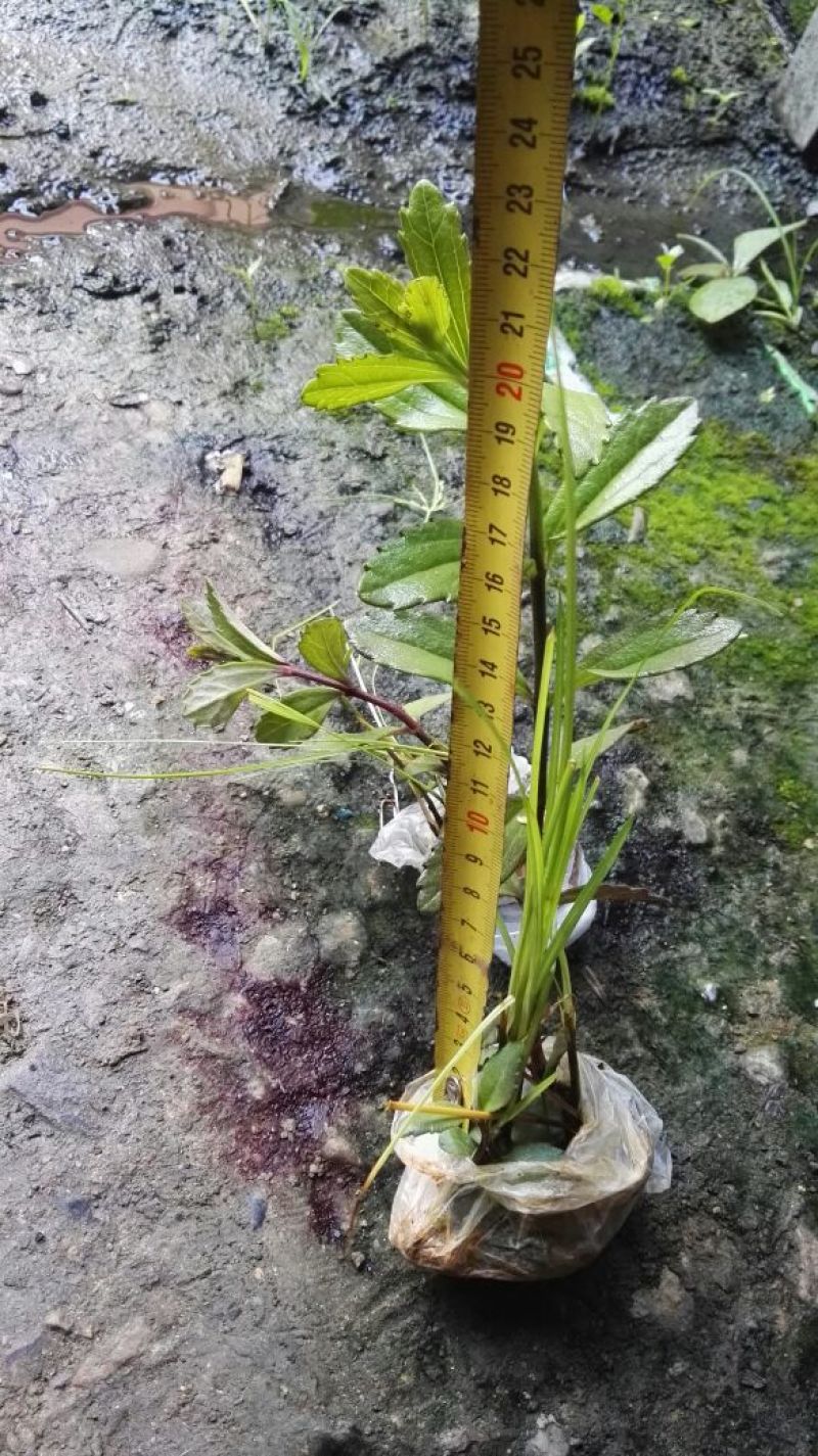 云南红根野蚕豆