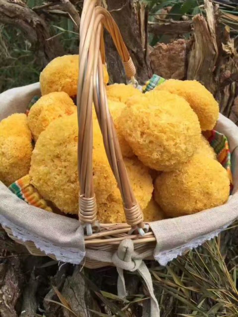 丑耳，是银耳中优良品种