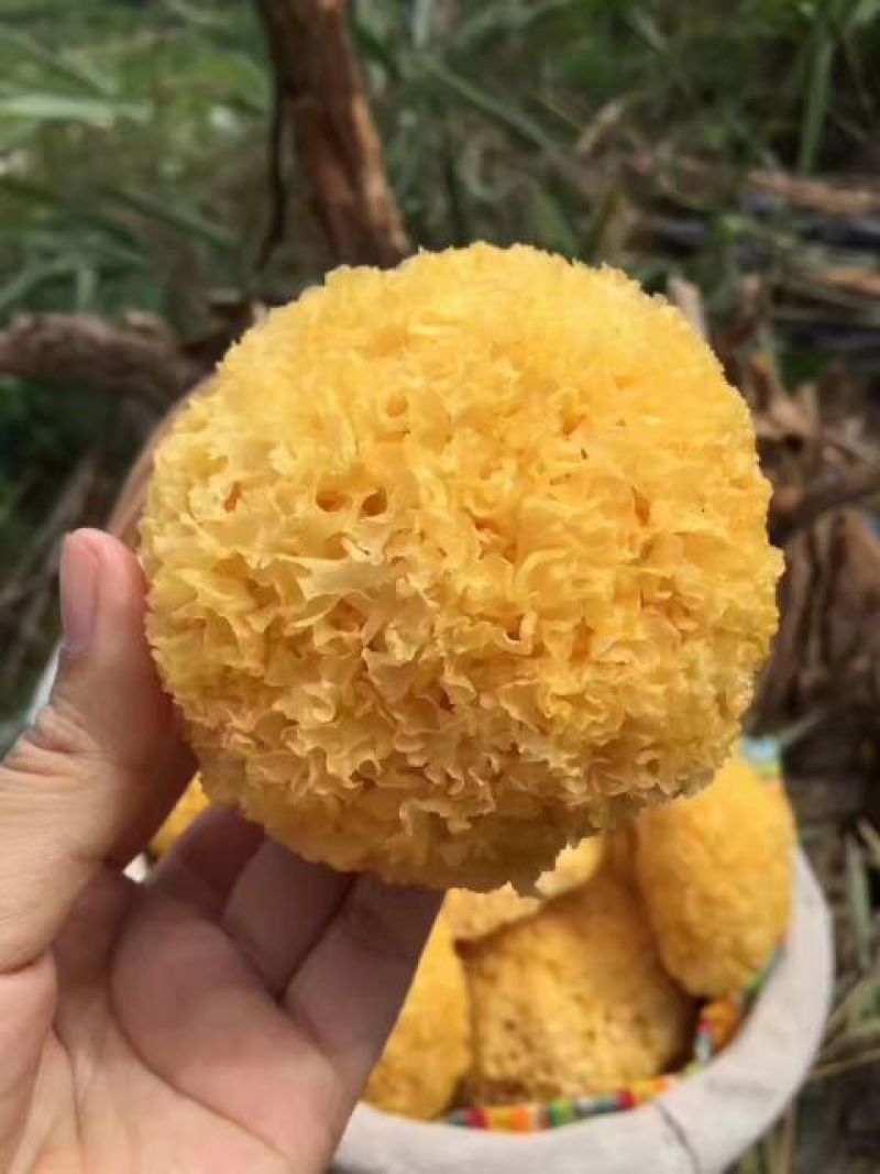 丑耳，是银耳中优良品种