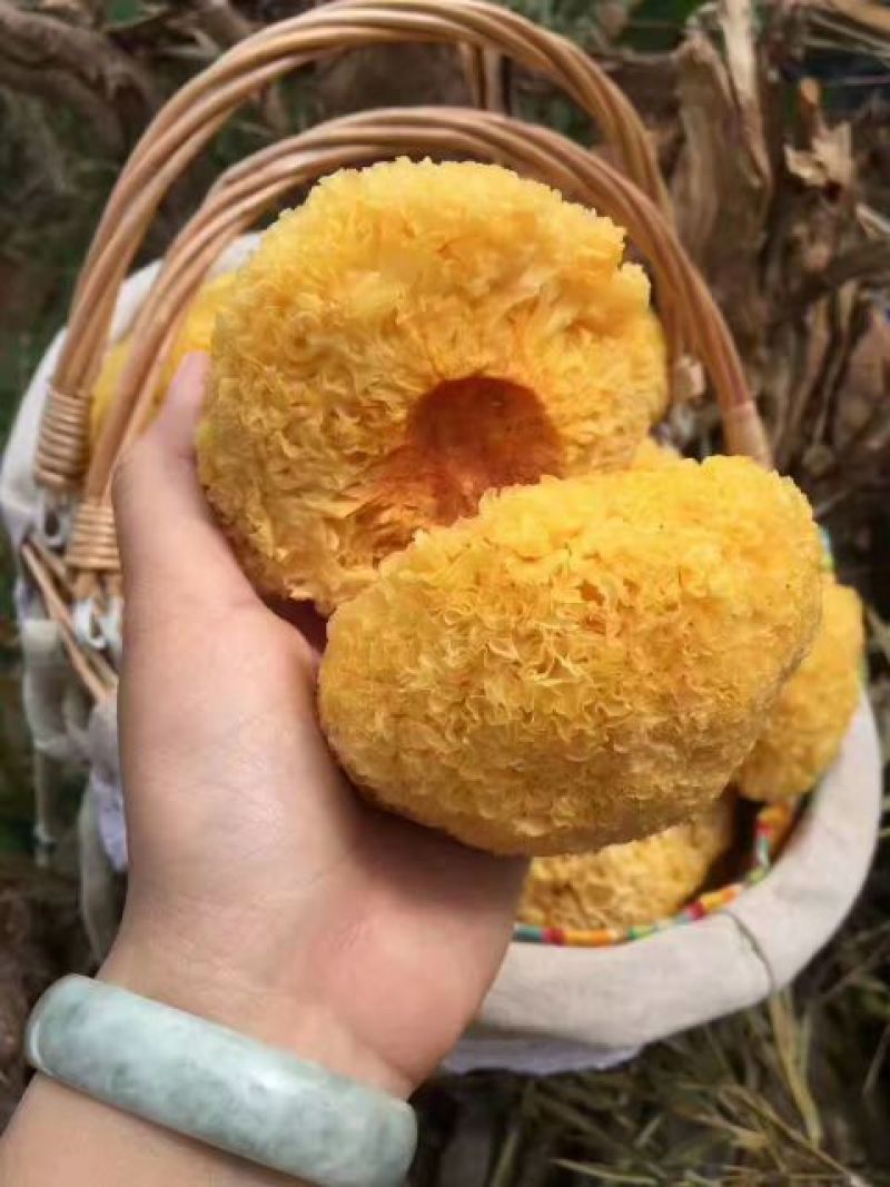 丑耳，是银耳中优良品种