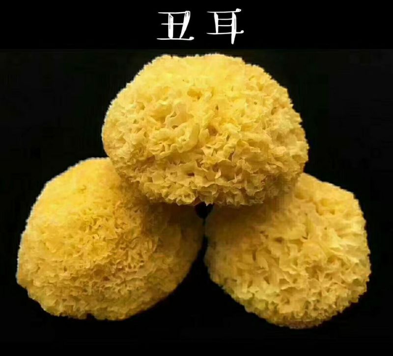 丑耳，是银耳中优良品种