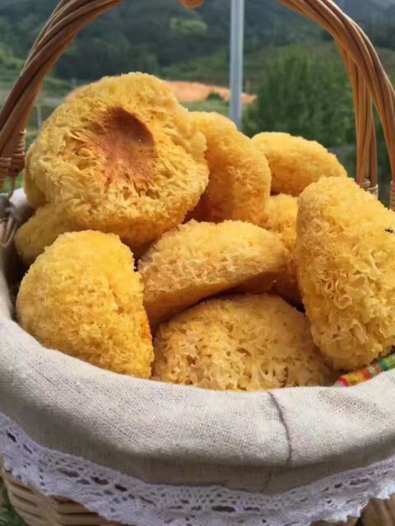 丑耳，是银耳中优良品种