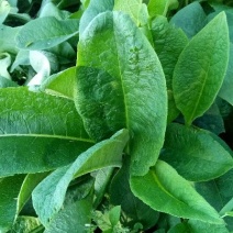 俄罗斯饲料菜种根牧草种根