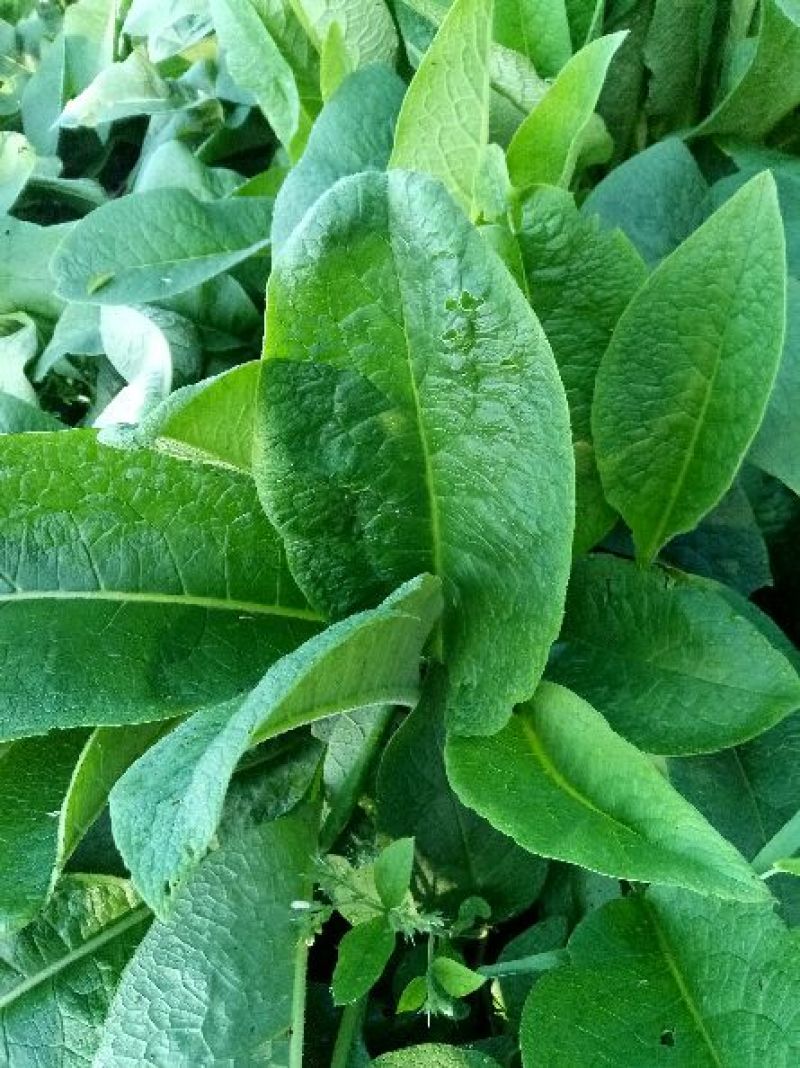 俄罗斯饲料菜种根牧草种根