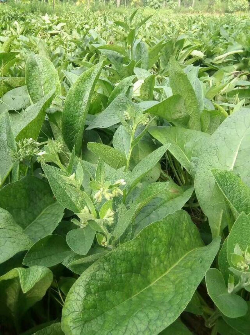 俄罗斯饲料菜种根牧草种根